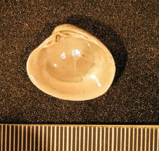 Pitar (Calpitaria) sulcatarius (Deshayes, 1825) - LL 41620. Pitar (Calpitaria) sulcatarius (specimen 2)