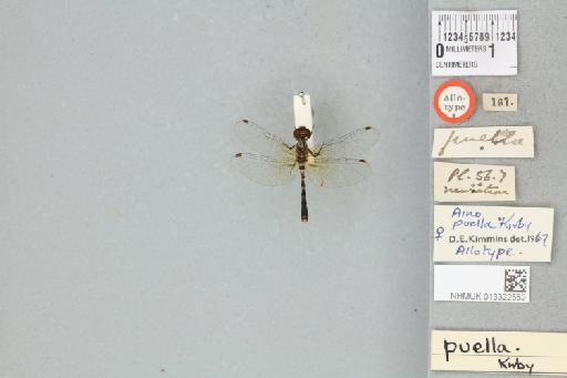 Nannothemis puella Kirby, 1890 - 013322552_dorsal