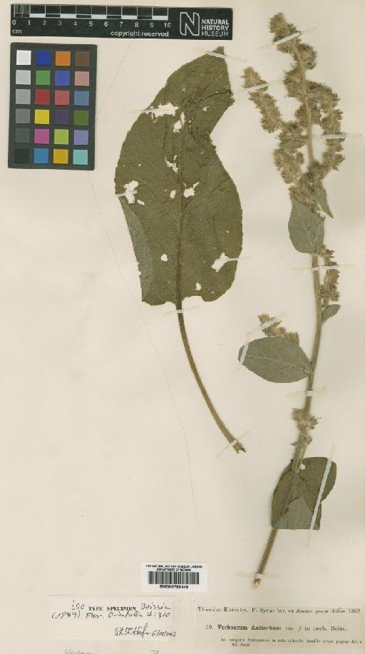 Verbascum amanum Boiss - BM000796449