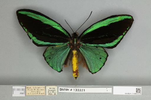 Ornithoptera priamus teucrus Joicey & Talbot, 1916 - 013603206__