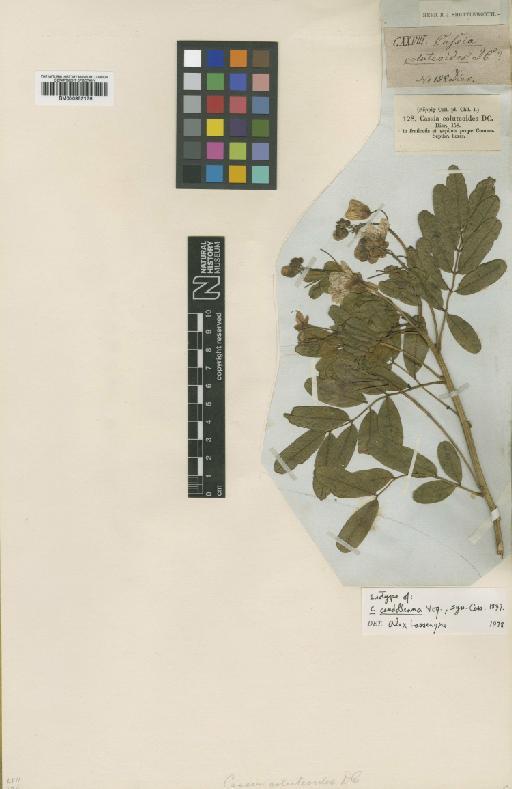 Senna candolleana (Vogel) H.S.Irwin & Barneby - BM000952176