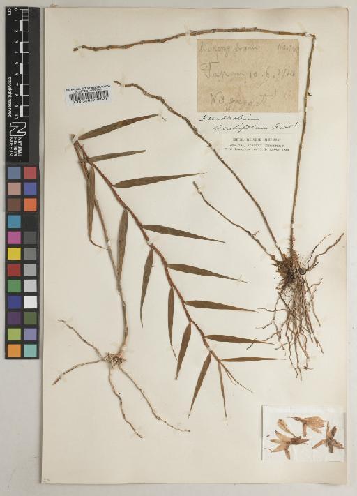 Dendrobium acutifolium Ridl. - BM000038097