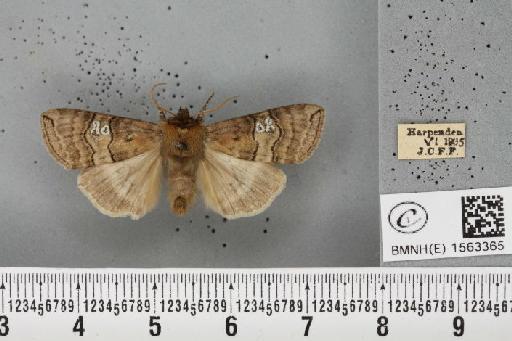 Tethea ocularis octogesimea (Hübner, 1786) - BMNHE_1563365_259840