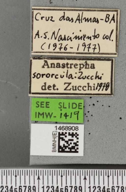 Anastrepha sororcula Zucchi, 1979 - BMNHE_1468908_label_41472