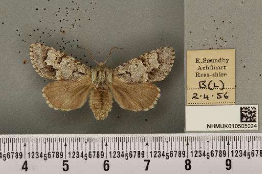 Acronicta menyanthidis scotica (Tutt, 1891) - NHMUK_010505024_562405