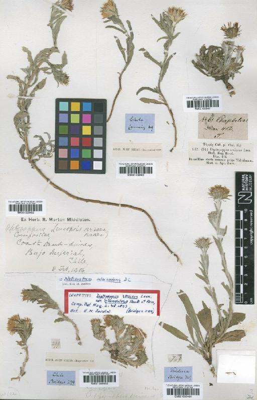 Noticastrum adscendens DC. - BM001009483