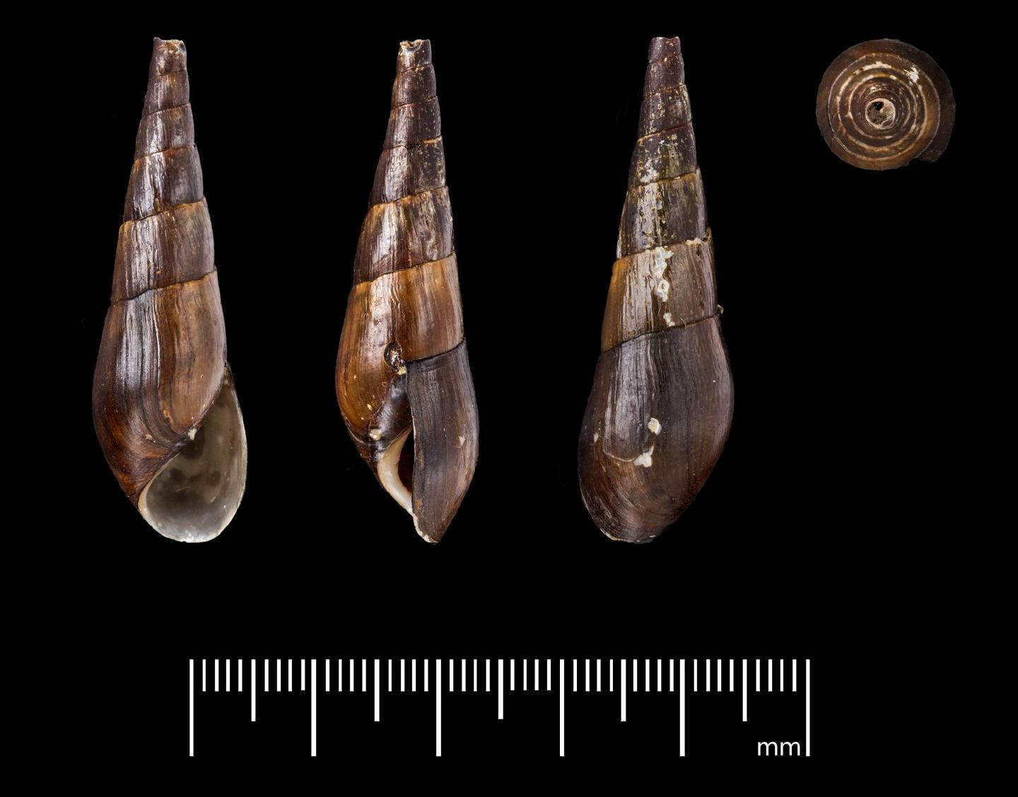 To NHMUK collection (Melania plutonis Hinds, 1844; SYNTYPE(S); NHMUK:ecatalogue:7108661)