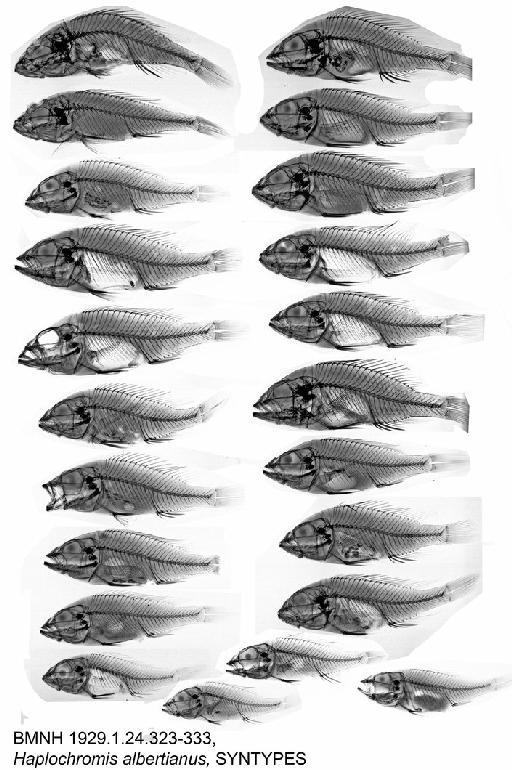 Haplochromis bullatus Trewavas, 1938 - BMNH 1929.1.24.323-333, Haplochromis albertianus, SYNTYPES, Radiograph