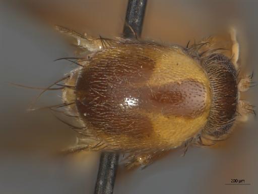 Mycetophila affluctata Edwards, 1941 - 010626448_Mycetophila_affluctata_Mycetophila_confusa_HTBMNH236948_thorax_d