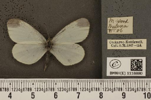 Leptidea sinapis sinapis Linnaeus, 1758 - BMNHE_1118880_73767