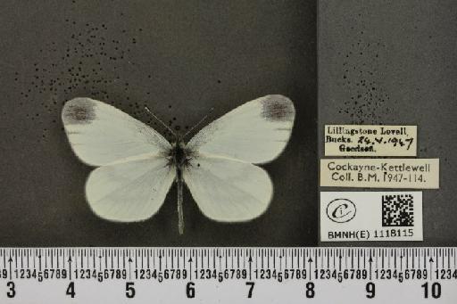 Leptidea sinapis sinapis Linnaeus, 1758 - BMNHE_1118115_73291