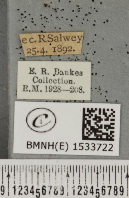Watsonalla cultraria (Fabricius, 1775) - BMNHE_1533722_label_188365