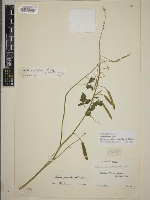 Cleome parviflora Kunth - BM000574028