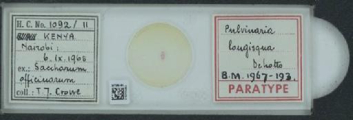 Pulvinaria longisqua De Lotto, 1966 - 010170293_117406_1101750