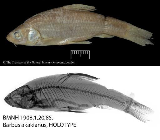 Barbus akakianus Boulenger, 1911 - BMNH 1908.1.20.85 Barbus akaianus, composite