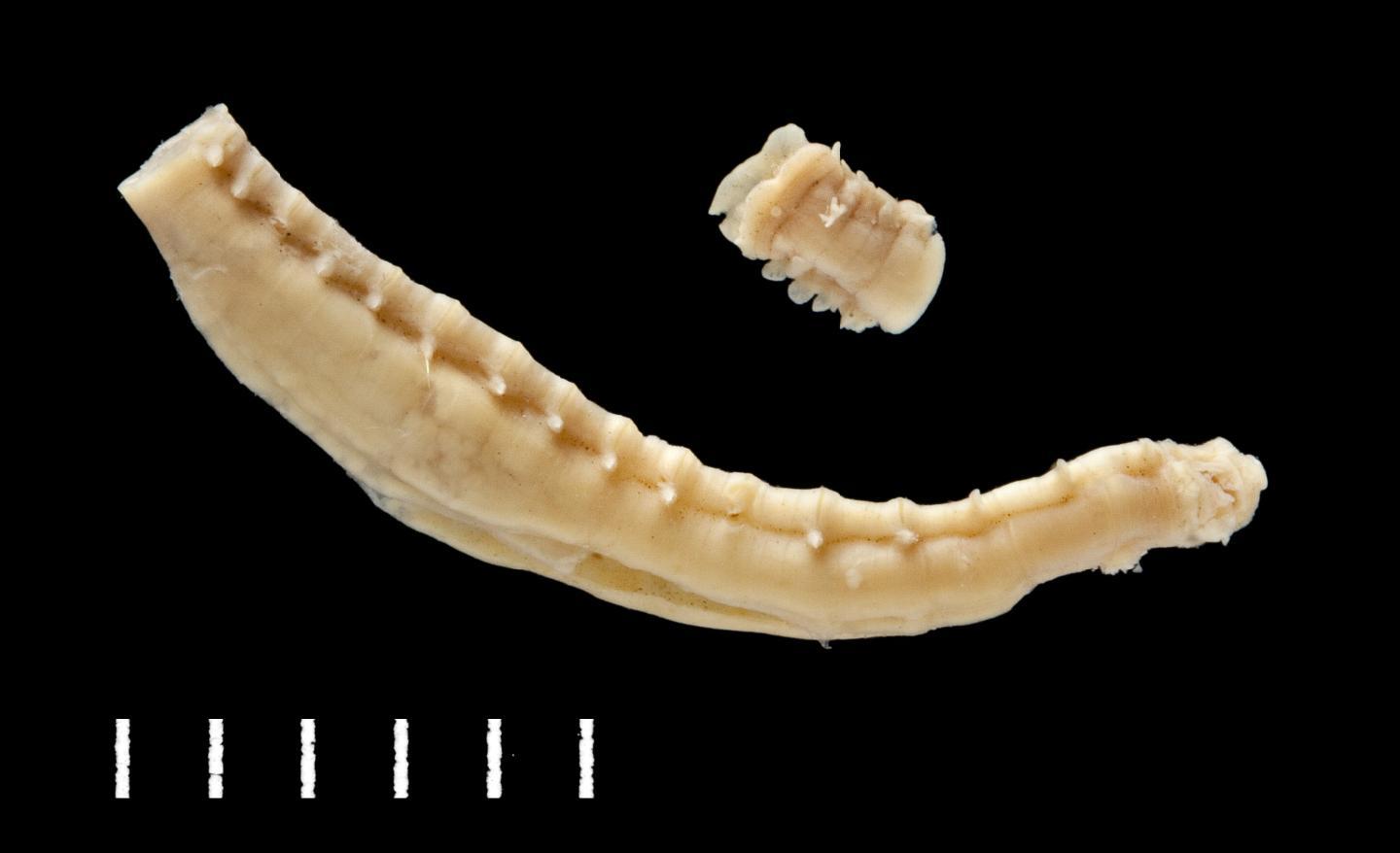 To NHMUK collection (Terebella grubei McIntosh, 1885; holotype; NHMUK:ecatalogue:3535344)