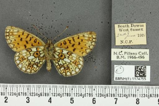 Boloria selene selene ab. extenuata Cabeau, 1922 - BMNHE_1174755_30376