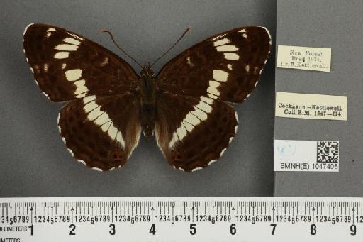 Limenitis camilla (Linnaeus, 1764) - BMNHE_1047495_42339