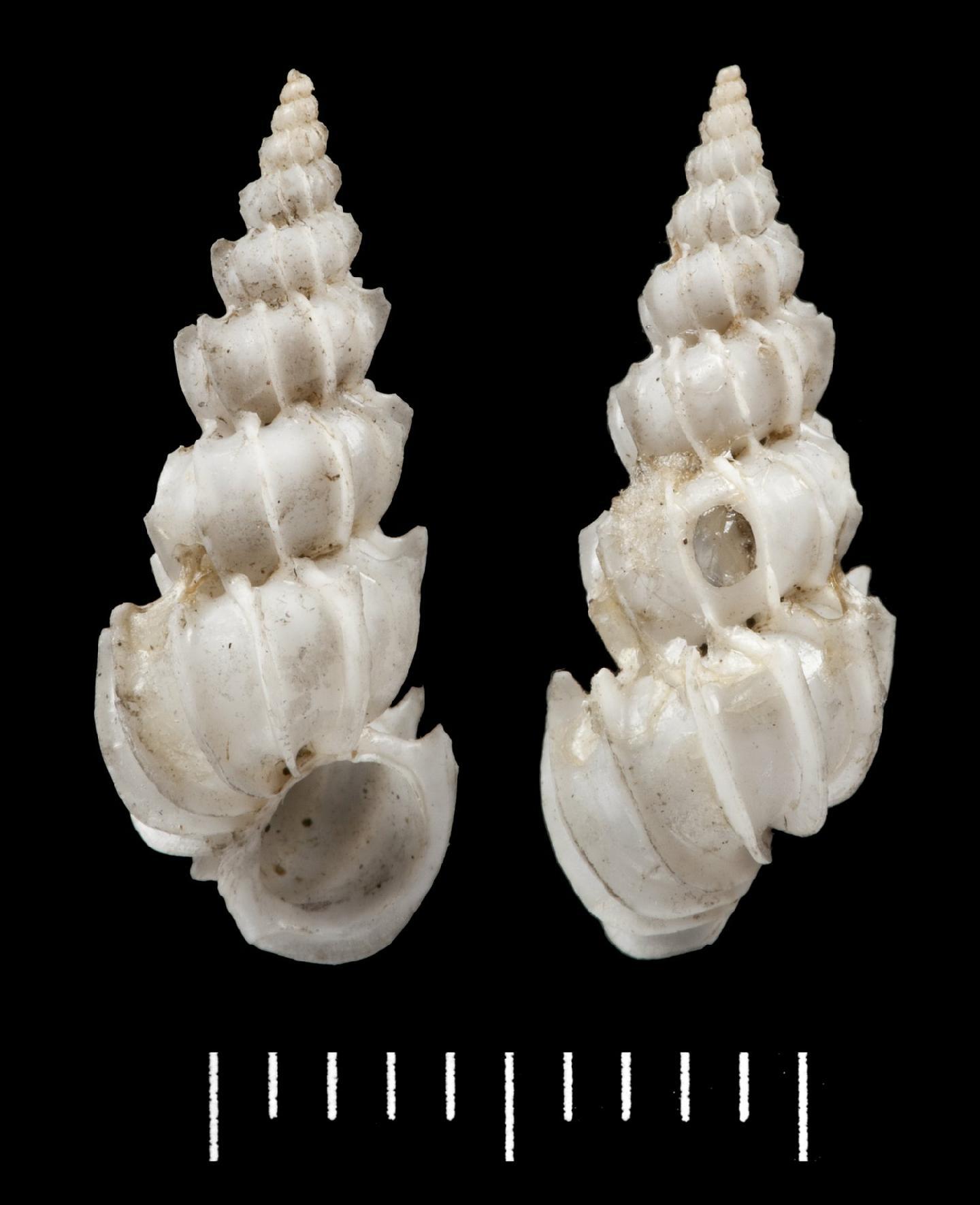 To NHMUK collection (Scalaria mitraeformis G. B. Sowerby II, 1844; HOLOTYPE; NHMUK:ecatalogue:2382991)