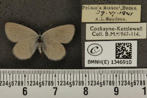 Cupido minimus ab. semiobsoleta Tutt, 1908 - BMNHE_1346910_150658