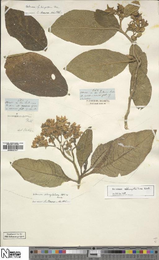 Solanum oblongifolium Dunal - BM000887847