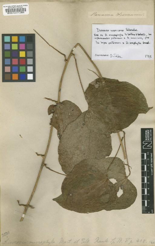 Dioscorea mexicana Scheidw. - BM000578823