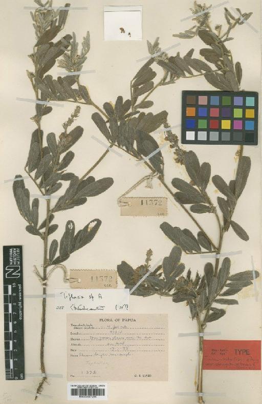 Tephrosia maculata var. elongata Bosman & A.J.P.de Haas - BM000997296