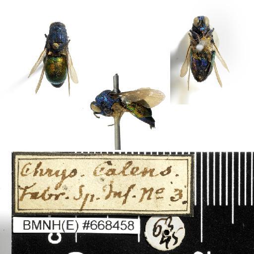 Chrysis calens Fabricius, 1781 - Chrysis_calens-BMNH(E)#668458-habiti