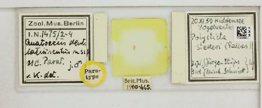 Anatoecus dentatus latiusculus Keler, 1960 - 010666851_816412_1431952