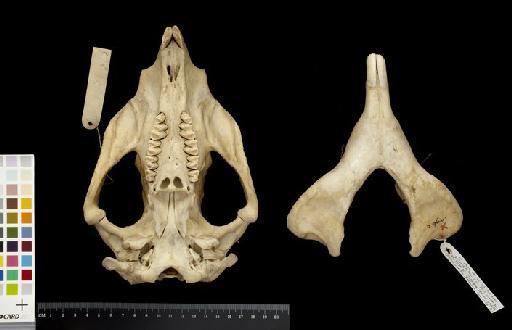 Phascolomys mitchelli Owen, 1838 - 1868.2.28.1_Skull_Ventral