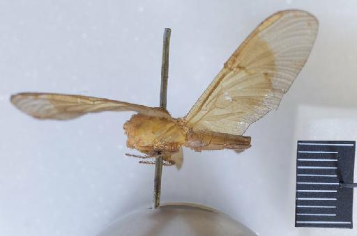 Libellula oculata Fabricius, 1775 - BMNHE_668826-Libellula_oculata-Holotype-Lateral