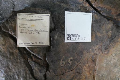 Iguanodon bernissartensis Boulenger, 1881 - 010037106_L010220954_(1)