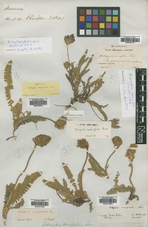 Astragalus oxytropifolius Boiss. - BM000793340