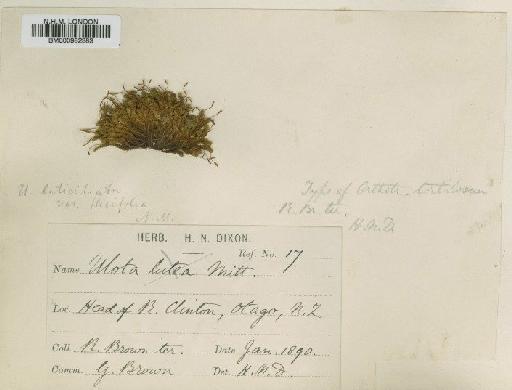 Ulota lutea (Hook.f. & Wilson) Mitt. - BM000982383