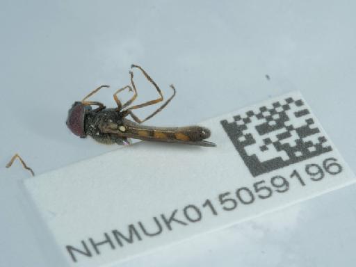 Melanostoma mellinum (Linnaeus, 1758) - 015059196_1