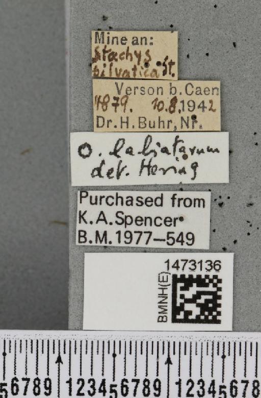 Ophiomyia labiatarum Hering, 1937 - BMNHE_1473136_label_47466