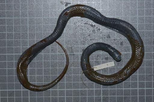 Liophis jaegeri - Image of specimen 1946.1.9.12 also registered as 1842.6.20.55