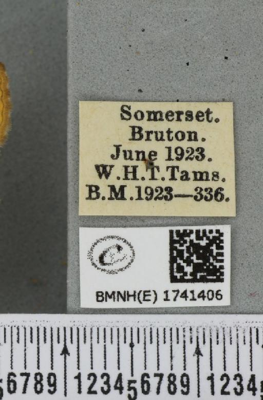 Camptogramma bilineata bilineata (Linnaeus, 1758) - BMNHE_1741406_label_315337