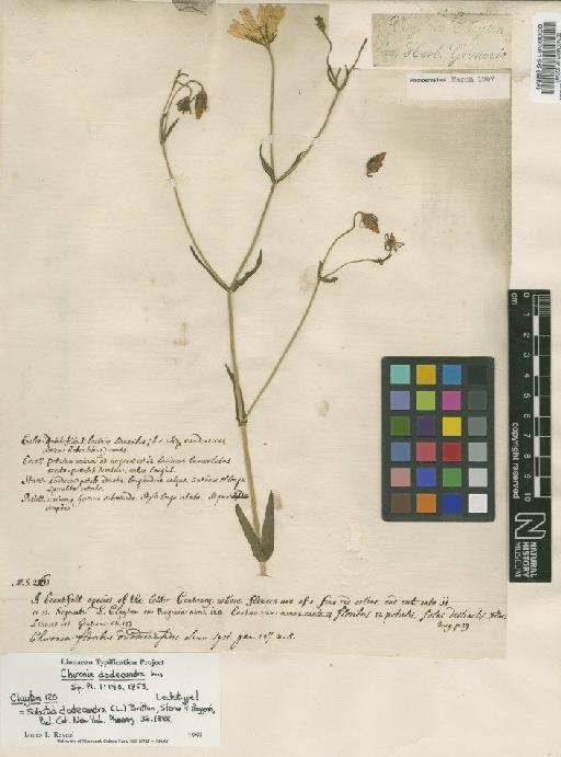 Chironia dodecandra (L.) Britton, Sterns & Poggenb. - BM000038166