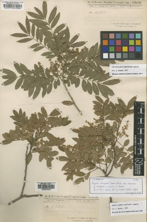 Zanthoxylum rhoifolium Lam. - BM000798321