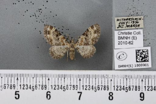 Eupithecia pulchellata Stephens, 1831 - BMNHE_1809901_381925