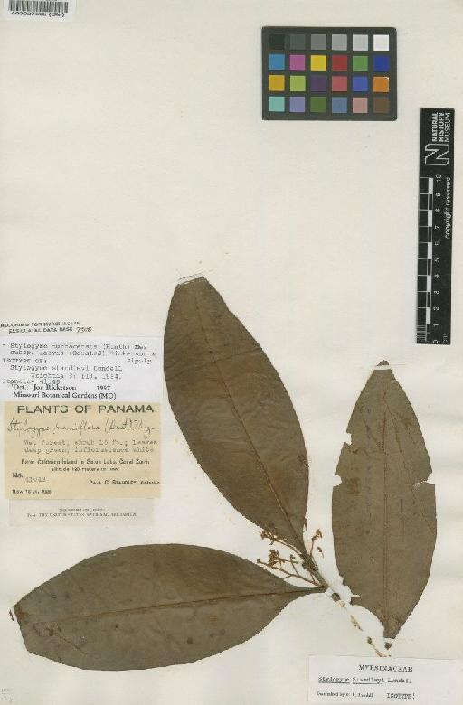 Stylogyne turbacensis subsp. laevis (Oerst.) Ricketson & Pipoly - BM000027563