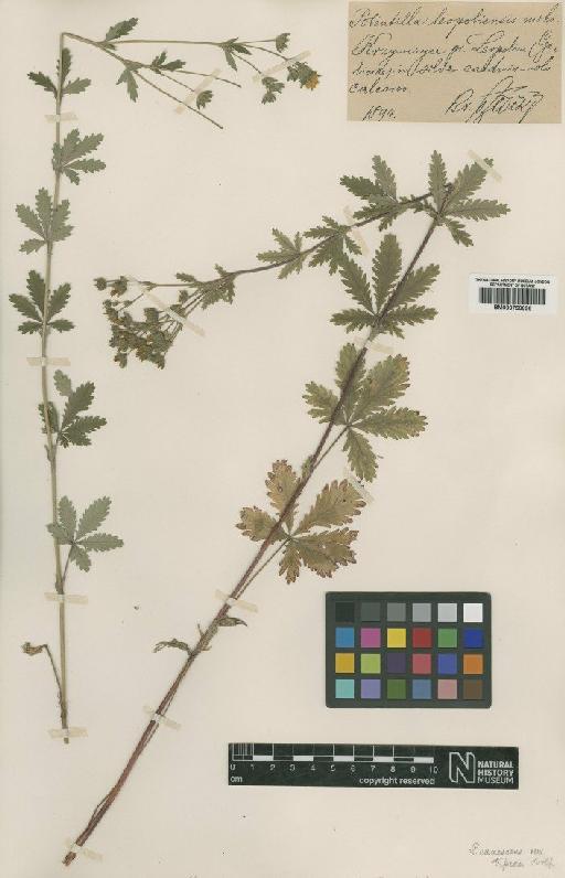 Potentilla inclinata Antt. (non) Vill. - BM000750696