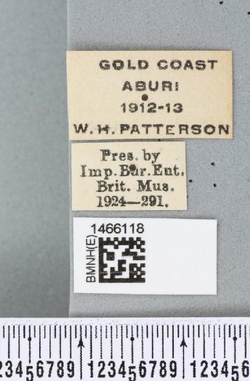 Ceratitis (Pardalaspis) punctata (Wiedemann, 1824) - BMNHE_1466118_label_40249