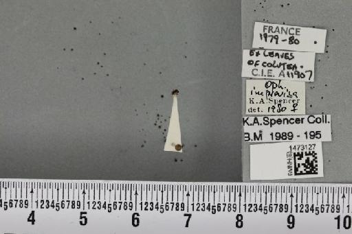 Ophiomyia improvisa Spencer, 1966 - BMNHE_1473127_47457