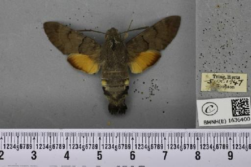 Macroglossum stellatarum (Linnaeus, 1758) - BMNHE_1636400_206116