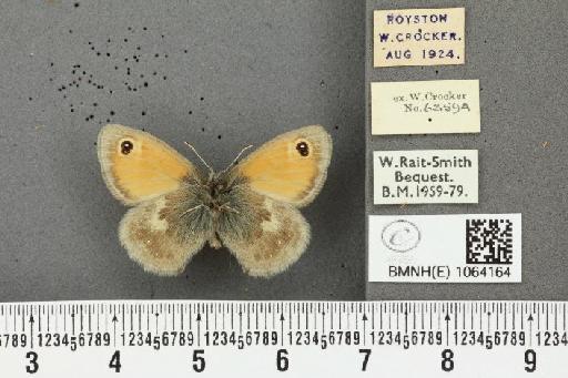 Coenonympha pamphilus ab. antipallidula Leeds, 1950 - BMNHE_1064164_25208