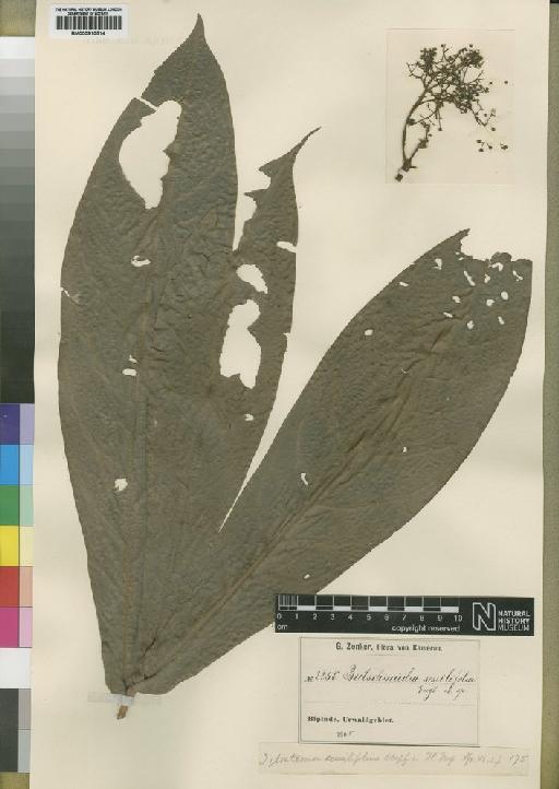 Beilschmiedia sessilifolia (Stapf) Engl. ex Fouilloy - BM000910514