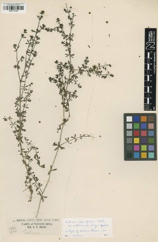 Galium asperifolium var. sikkimense (Gand) Cufod - BM001124484