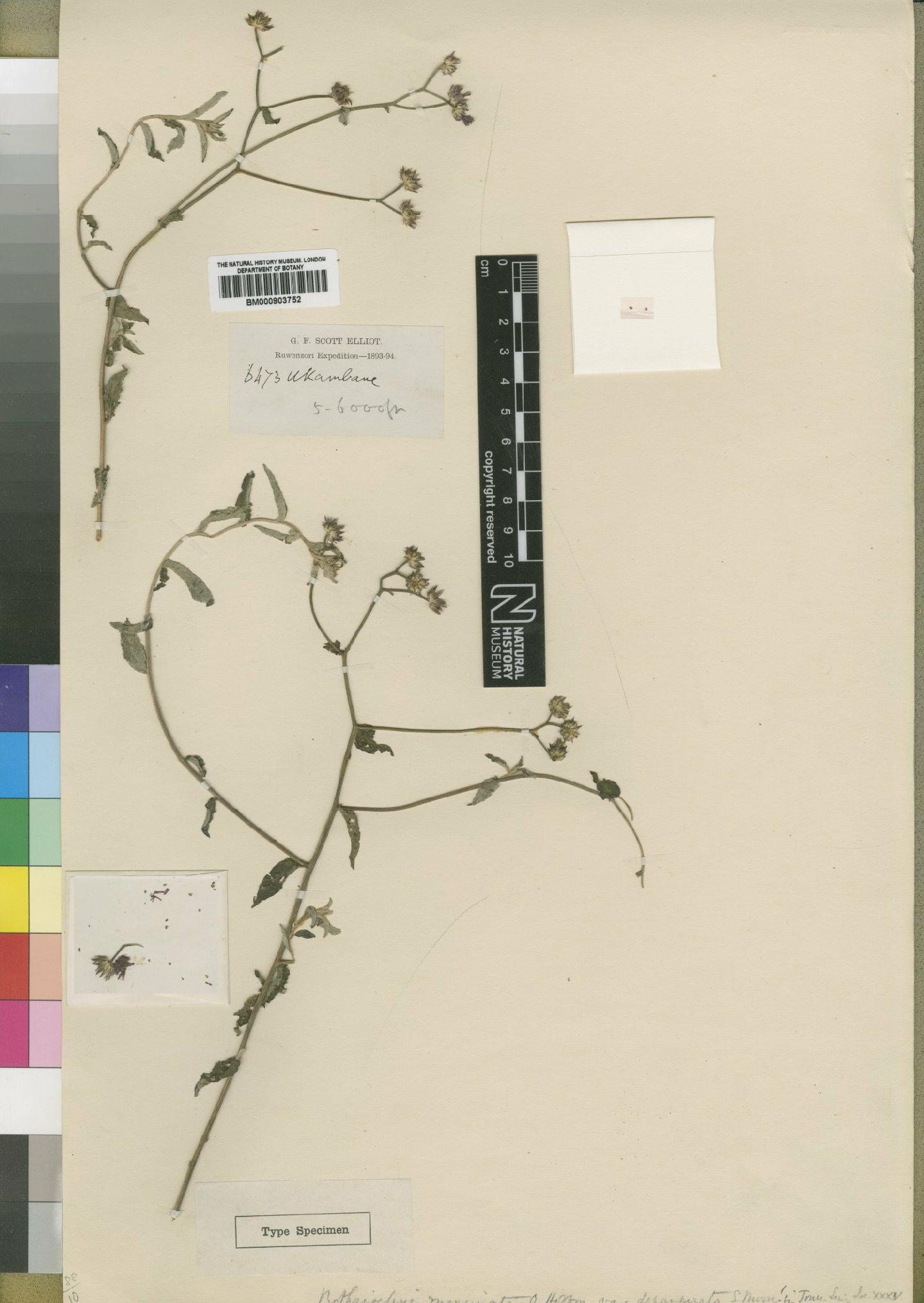 To NHMUK collection (Gutenbergia cordifolia var. depauperata (Moore) Jeffrey; Type; NHMUK:ecatalogue:4528757)